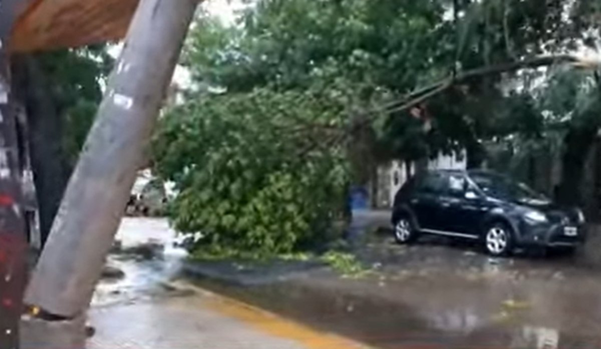 Temporal en el AMBA: cay&oacute; un &aacute;rbol en Castelar.
