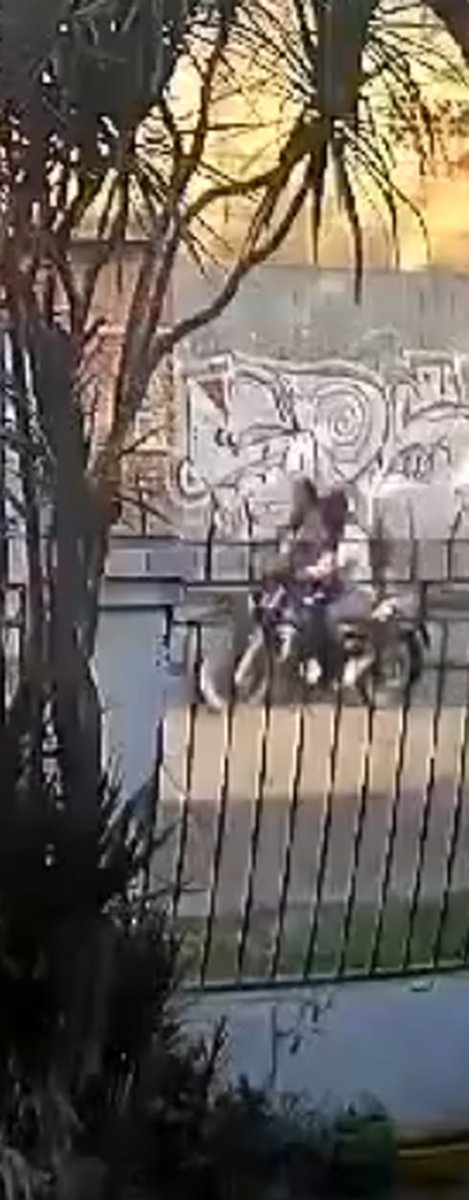 Uno de los ataques denunciados en Ituzaing&oacute; (29/01/2025).