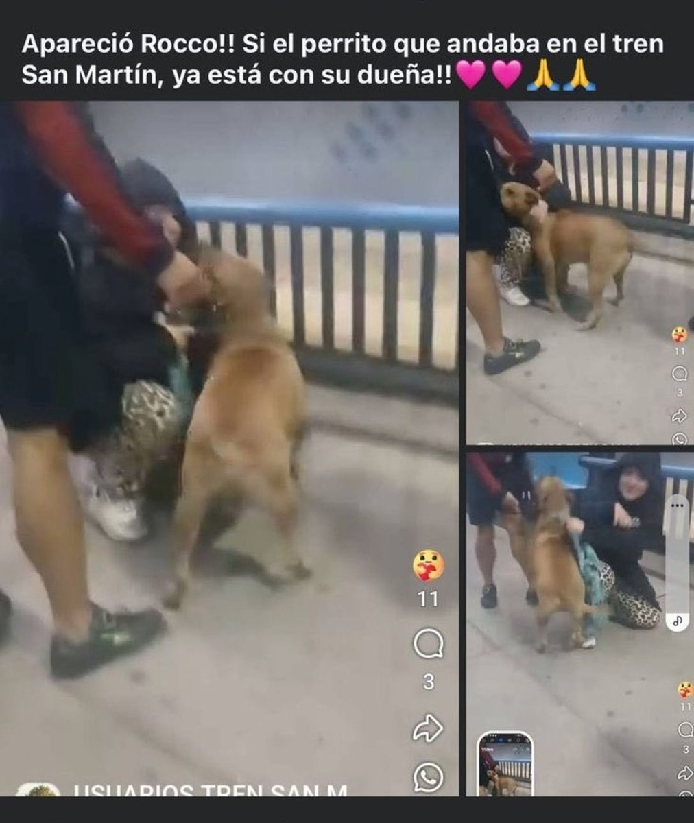 Gracias a usuarios del Tren San Mart&iacute;n, Roco se reencontr&oacute; con la due&ntilde;a.