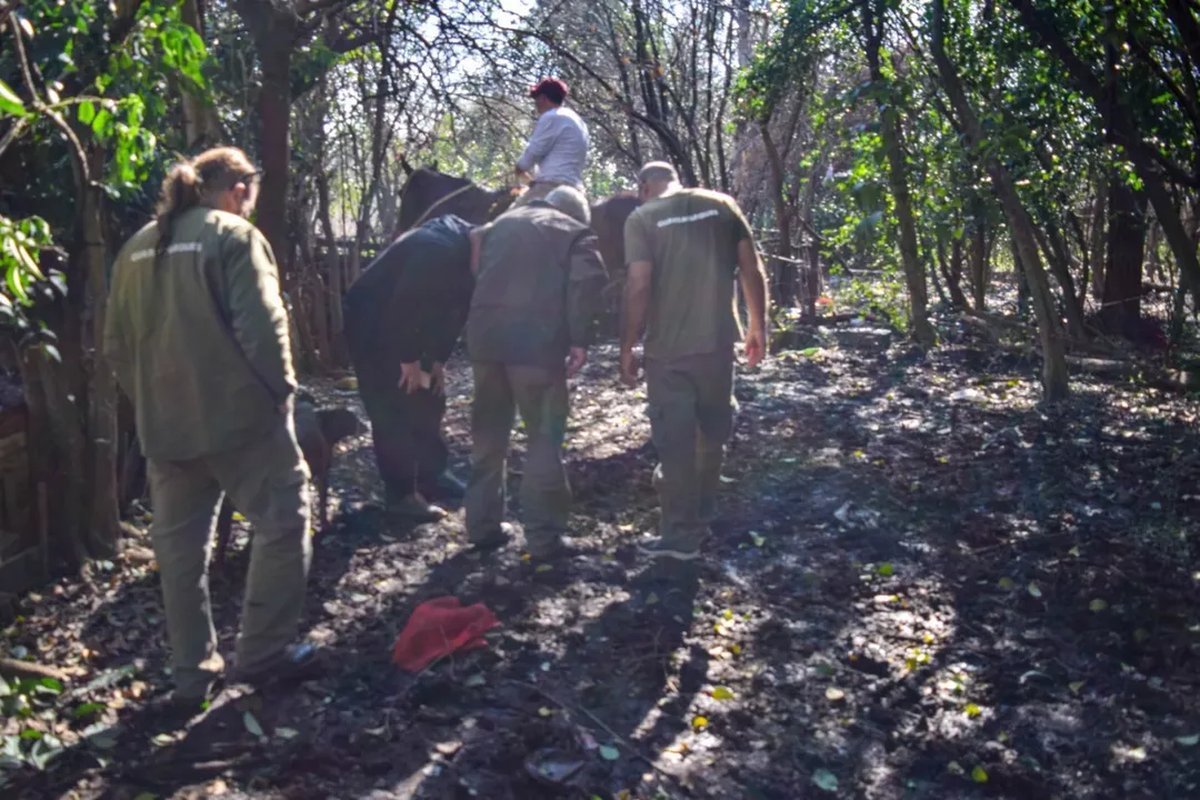 Un puma suelto atemoriza a los vecinos de Moreno.