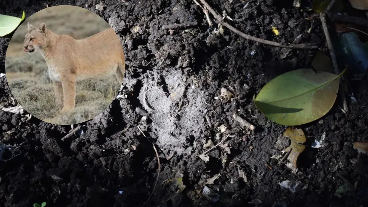 C&oacute;mo sigue el caso del puma suelto en Moreno