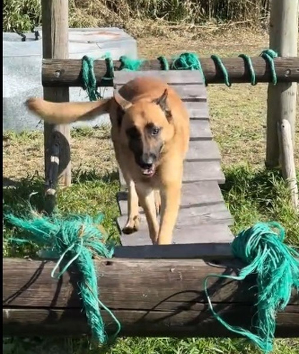 Ad&aacute;n el perro rescatista que particip&oacute; en Villa Gesell